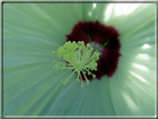 foto Fiori